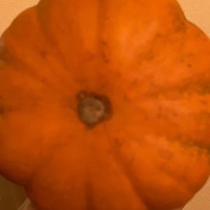 Meet your Posher, Annie